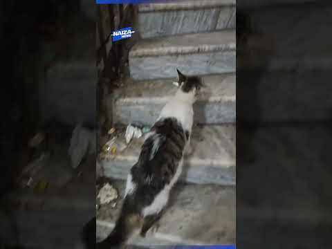 Мужчина дал кошке рыбу, но она не стала её есть