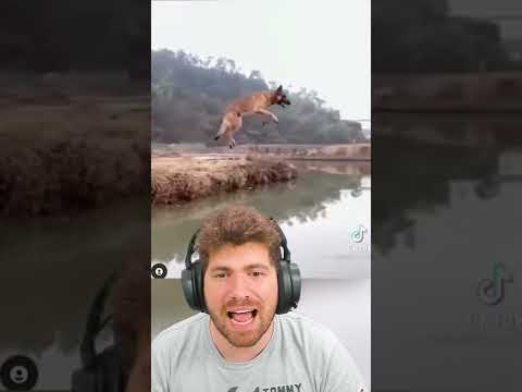 EL PERRO QUE VUELA REGRESA!! 😱🐕 #reaccion #Mikecrack #Shorts