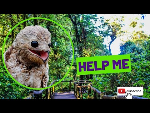 The Urutau: Discover the Ghost Bird of the Amazon