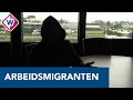 Arbeidsmigranten luiden de noodklok - OMROEP WEST