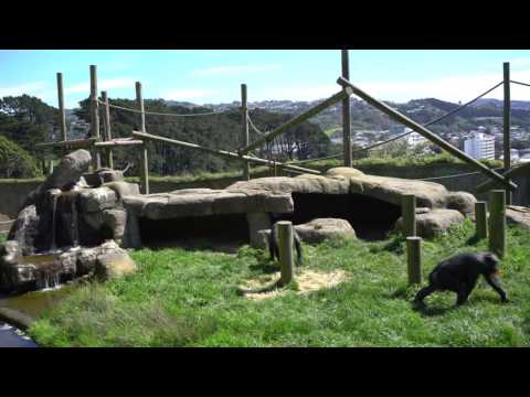 Chimpanzees at Wellington Zoo get into a fight