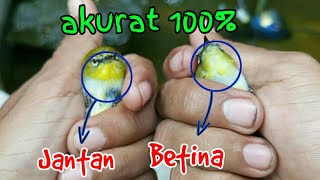 Download lagu CARA MEMBEDAKAN PLECI BUSTOMI JANTAN DAN BETINA MUDAH DAN AKURAT mp3 Download lagu CARA MEMBEDAKAN PLECI BUSTOMI JANTAN DAN BETINA MUDAH DAN AKURAT mp3