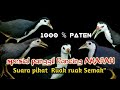 Suara Pikat Ruak Ruak Sepesial Panggil Pancing Amarah