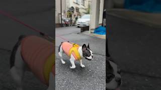 雨が上がったのでフレブルにお散歩行くか聞いた結果