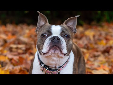 Mavis Usagi Moon Trick Dog Champion Submission