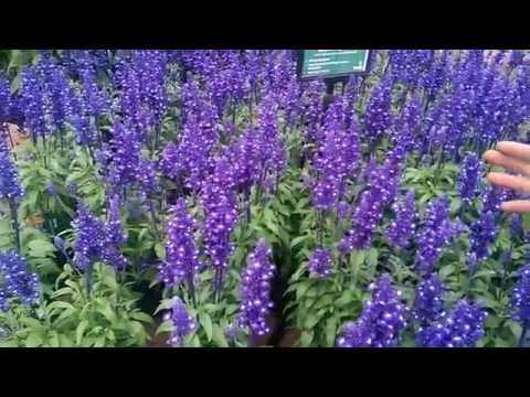 download lagu mp3 mp4 Plants For Bees And Butterflies Uk, download lagu Plants For Bees And Butterflies Uk gratis, unduh video klip Plants For Bees And Butterflies Uk
