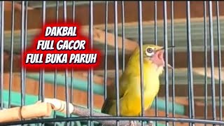 Download lagu Pleci Dakbal Gacor nembak ngeccer panjang mp3 Download lagu Pleci Dakbal Gacor nembak ngeccer panjang mp3