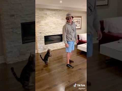 Thumbnail for Imagine not trusting your cat (rare tiktok) #shorts by NME, Sting
