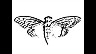 Mandela effect: No more Yin and Yang?! Siblings Paulette Jones And Mordechai Kraft speak