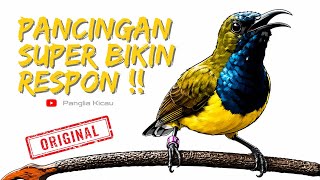 Download lagu Super Pancingan Sogon Bikin Cepat Respon Narung #pancingansogon #sogongacor #sogokotong  mp3