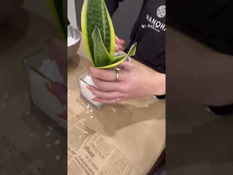 園芸 円筒形の葉を持つサンスベリア