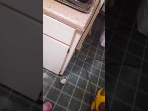 cat eats dog food from bag