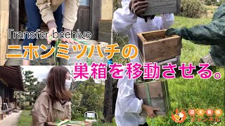 【ニホンミツバチの巣箱の移動】下準備から移動・設置まで！