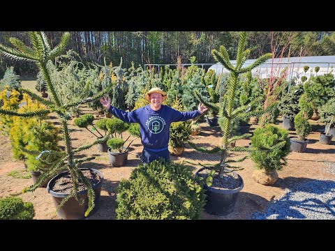 Phenomenal Conifer Tour! |Evergreens and Conifers That Grow in the South|