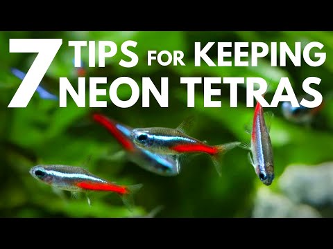 7 Tips for Keeping Neon Tetras in an Aquarium