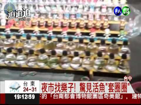 魚缸"套圈圈"! 鬥魚受驚恐短命