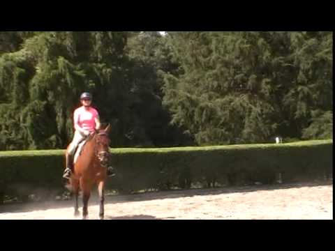 Randi Thompson. Trot/canter transitions.  Adding the rainbow. The Steps to Connection. Dressage