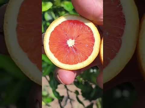 CHÁCARA COM FRUTAS EM GUAPIRAMA PR