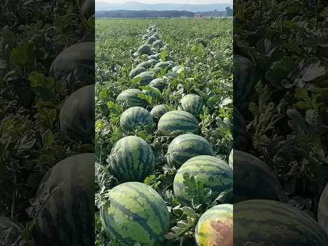World's Most Expensive Watermelon - Japanese Black Watermelon Cultivation Black Watermelon Farm 2023