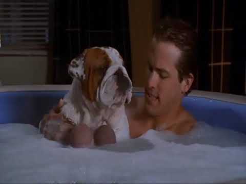van wilder bulldog balls