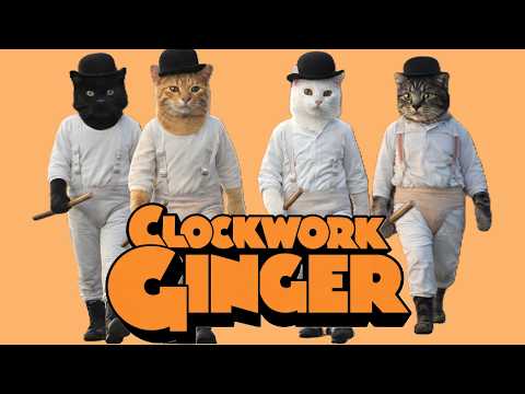 A  Clockwork Ginger 🐈🍊Stanley Kubrick 1971 A Clockwork Orange tribute with my cats