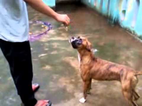 Those moves n stunts amazed me ,...wao