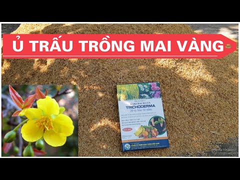 🔴 QBS2135 - Ủ TRẤU TRỒNG MAI VÀNG || GIÁ THỂ TRỒNG MAI VÀNG || ĐẤT TRỒNG MAI VÀNG || MAI MIỀN BẮC