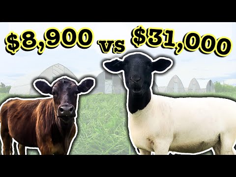 HOW SHEEP EARN 400% MORE THAN COWS // Comparing Cattle Profitability | Micro Ranching for Profit