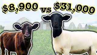 HOW SHEEP EARN 400% MORE THAN COWS // Comparing Cattle Profitability | Micro Ranching for Profit