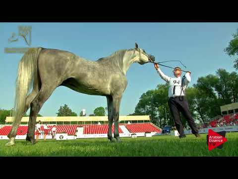 N.94 POMIAN - 2017 Pride Of Poland - 7 Years Old and Older Stallions (Class 11)