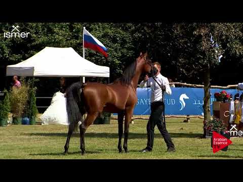 N.110 A KANZ OF KOSSACK - Strohen 2018 B Int