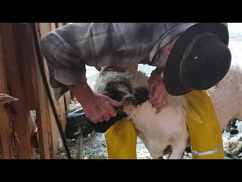 Šišanje  ovna u Seefeldu