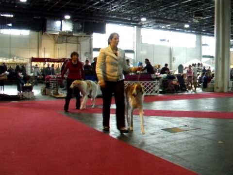 Samantha- Borzoi - Hungarian Grand Prix Winner 2010