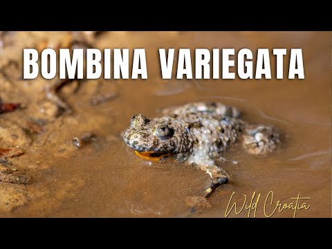 Kunka zltobruha (Bombina variegata)