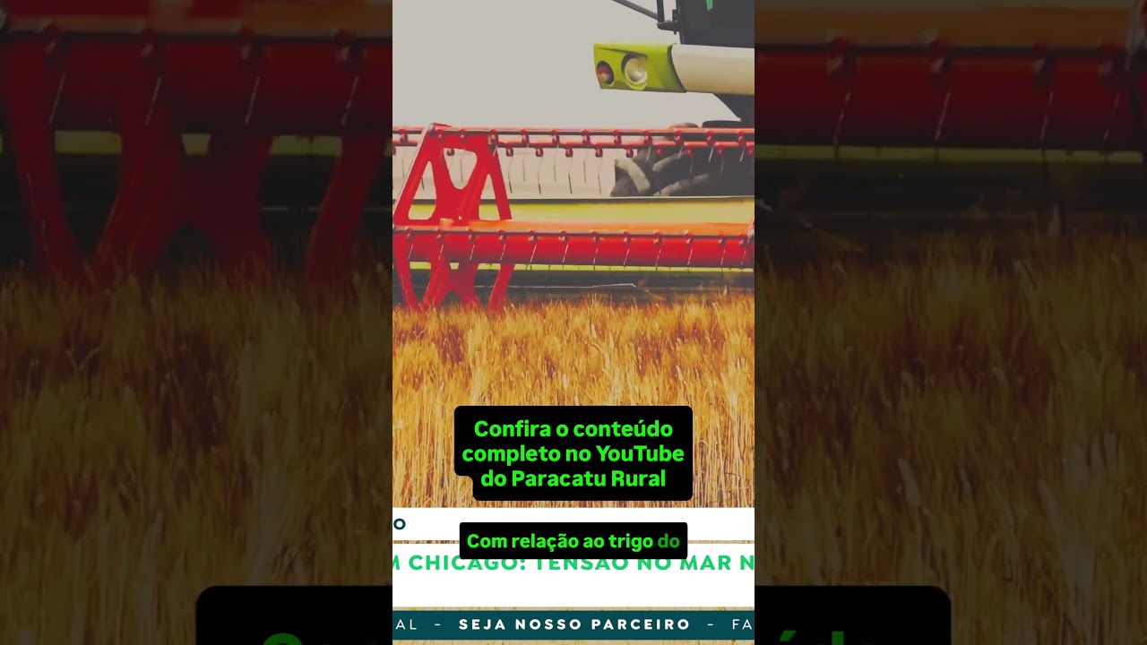 Pouco Feijão no Campo, Plantio do Arroz e Trigo Subindo em Chicago!