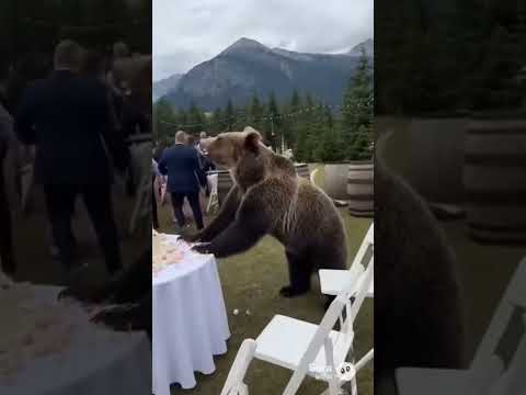 Au venit ursii la nunta 😨 #viral #ai