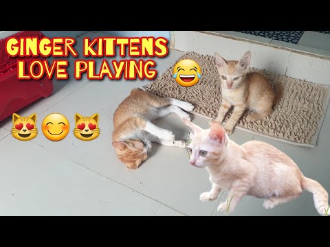 Ginger Kittens are Playing together happily on the Floor |The Cats Life