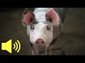 What Does A Pig Sound Like Farm Animal Sounds Animal Sounds