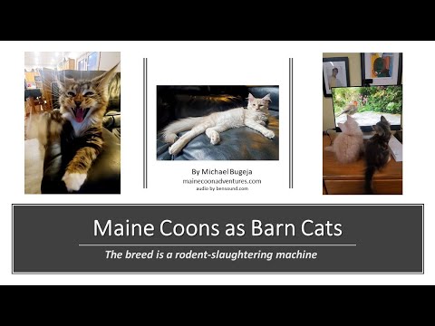 Maine Coons as Barn Cats