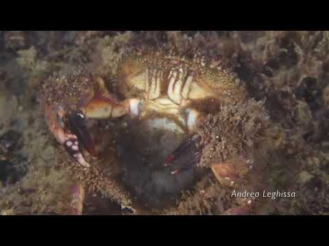 Eriphia verrucosa