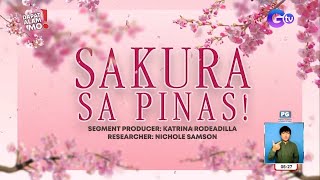 Cherry blossoms, meron na sa ‘Pinas? | Dapat Alam Mo!