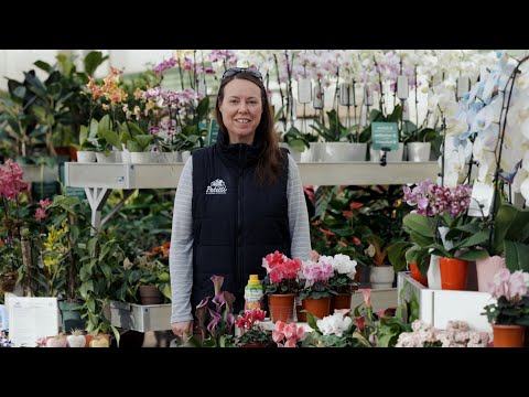 PETITTI Cyclamen Spotlight | How to Grow and Care for Cyclamen