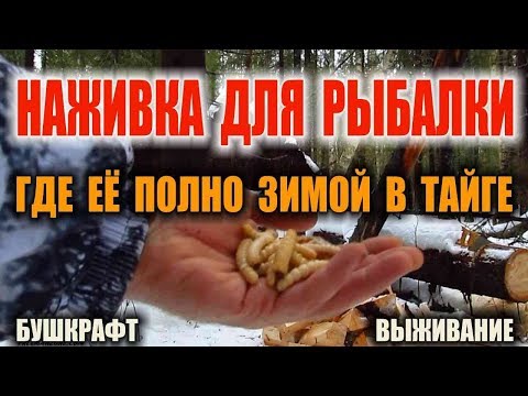 ЗИМНЯЯ РЫБАЛКА БУШКРАФТ. ЗИМНЯЯ НАЖИВКА ДЛЯ РЫБАЛКИ В ЛЕСУ, КОТОРОЙ РЕАЛЬНО МНОГО. Выживание зимой.