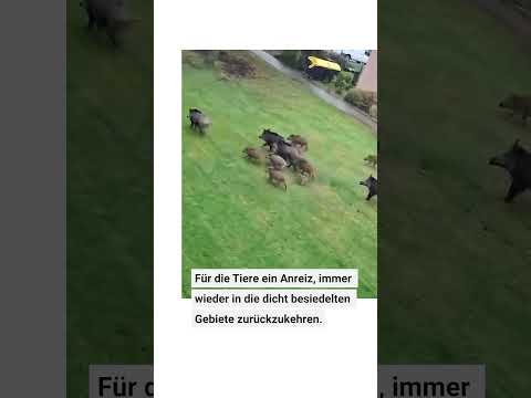 Video Thumbnail: Wildschweine terrorisieren Schulhof