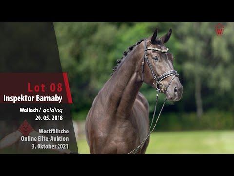 Online Elite-Auktion Lot 08 Inspektor Barnaby Wallach v. Asgard's Ibiza - De Niro