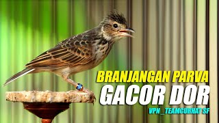 Download lagu BRANJANGAN parva gacor dor full isian cocok untuk masteran mp3 Download lagu BRANJANGAN parva gacor dor full isian cocok untuk masteran mp3