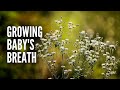 Growing Baby S Breath How To Plant And Care For Baby S Breath