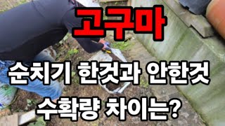 고구마 수확 순치기 한것과 안한것 수확량 결과는? #고구마키우기 #고구마재배 #고구마수확기간 #고구마포대에키…