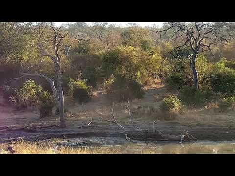 Djuma: Three Egyptian Geese in the tree fussing - 07:18 - 07/25/21