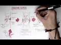 Bone Fracture - Types, Fracture Repair and Osteomyelitis